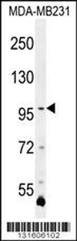 PCDHA3 Antibody (C-term)