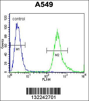 SLC25A6 Antibody (Center)