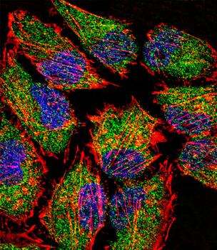 LSD1 Antibody (N-term)