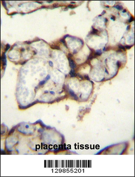 PLCXD2 Antibody (Center)