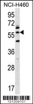 LETM2 Antibody (N-term)