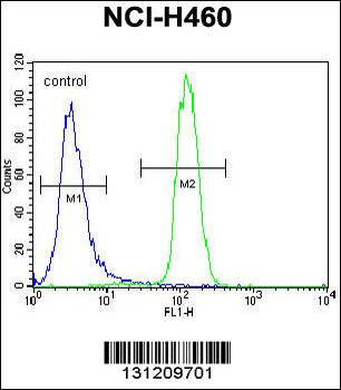 LETM2 Antibody (N-term)