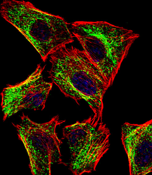 ATP5J Antibody (Center)
