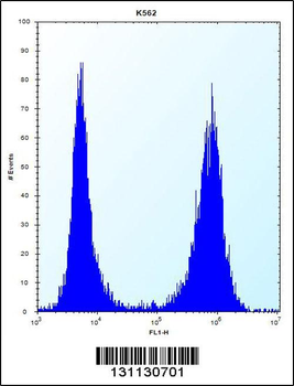 CCT8 Antibody (C-term)