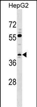TCEA3 Antibody (Center)