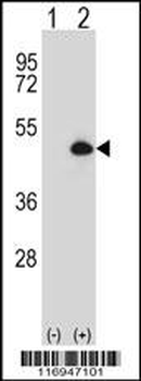 CYP20A1 Antibody (Center)
