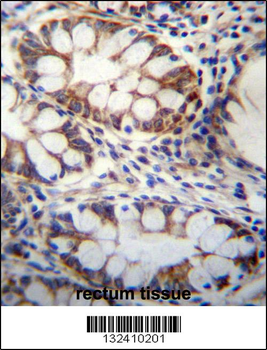 GPSM1 Antibody (Center)