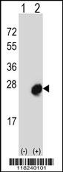 MID1IP1 Antibody (N-term)