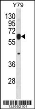 RNF180 Antibody (C-term)