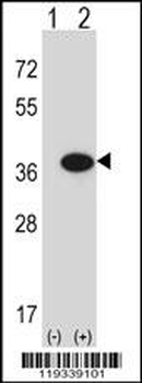 GMPR Antibody (C-term)