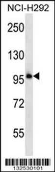PCDHB11 Antibody (N-term)