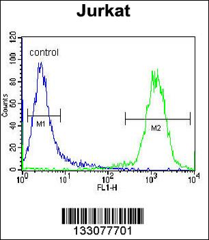 TNRC4 Antibody (N-term)