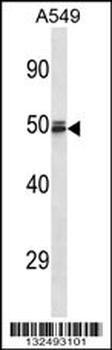 HEMGN Antibody (C-term)