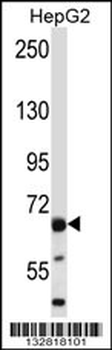 PHACTR2 Antibody (N-term)