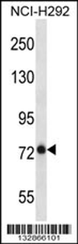 BMPER Antibody (N-term)