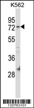 FAM63B Antibody (C-term)