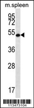 RNF8 Antibody (C-term)