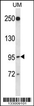 RGL2 Antibody (N-term)