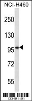 SLC6A17 Antibody (C-term)