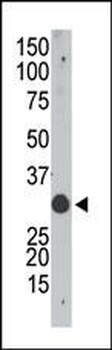 Apobec1 Antibody (N-term)