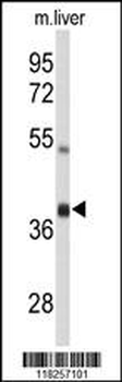 AIFM2 Antibody (C-term)