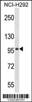 MID2 Antibody (C-term)