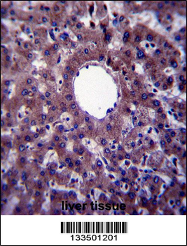 VNN3 Antibody (C-term)