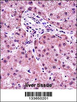 HIST1H1E Antibody (N-term)