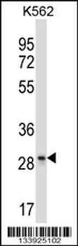 LAIR1 Antibody (Center)