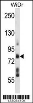 TMTC4 Antibody (N-term)