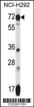 SLC41A2 Antibody (N-term)