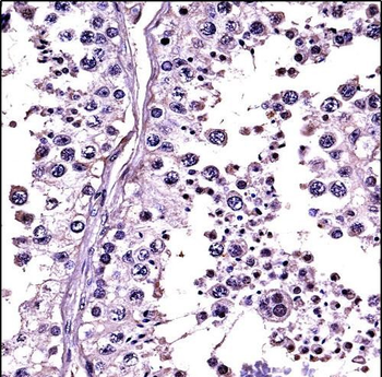 RLN1/RLN2 Antibody (C-term)