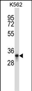 PTF1A Antibody (C-term)