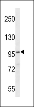 FA83G Antibody (C-term)