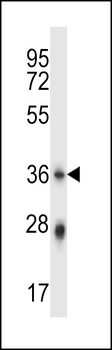 PLSCR4 Antibody (Center)