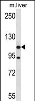 ADNP2 Antibody (Center)