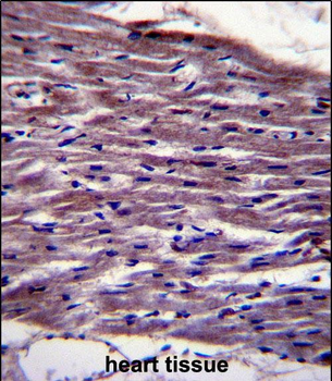 UNC45B Antibody (N-term)