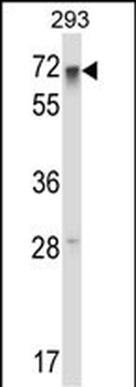 RFX5 Antibody (Center)