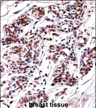 UBP1 Antibody (Center)