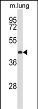 Mouse Prkx Antibody (N-term)