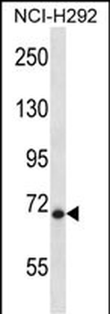 HIC1 Antibody (C-term)