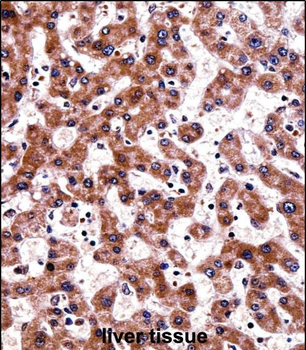 TRAP1 Antibody (C-term)