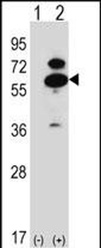 Mouse Oxsr1 Antibody (N-term)