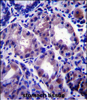 APOOL Antibody (C-term)