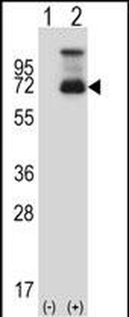 HSF1 Antibody (N-term)