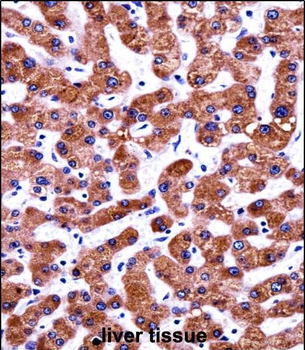 CIAO1 Antibody (Center)
