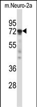 Mouse Prkcz Antibody (N-term)