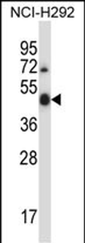 Mouse Ulk3 Antibody (Center)