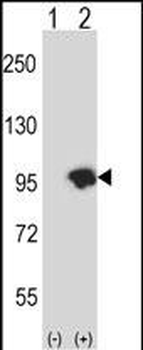 USP15 Antibody (N-term)