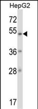 ZNF207 Antibody (N-term)